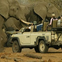 Safari