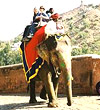 Elephant Ride in Rajsthan