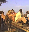 Village Safari in Rajasthan