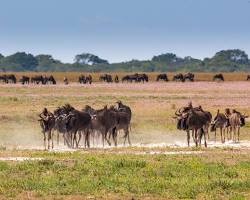 Game Drives Tour Packages
