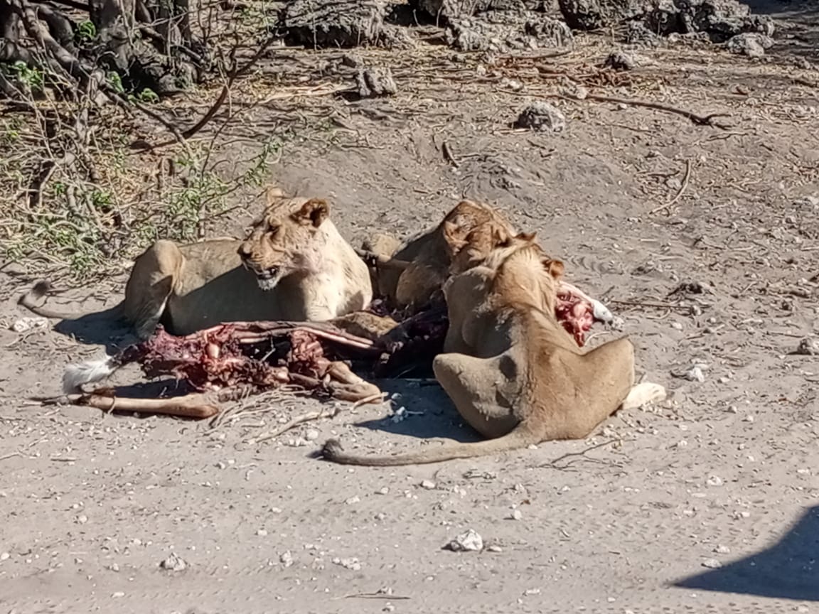 Chobe Tour Packages