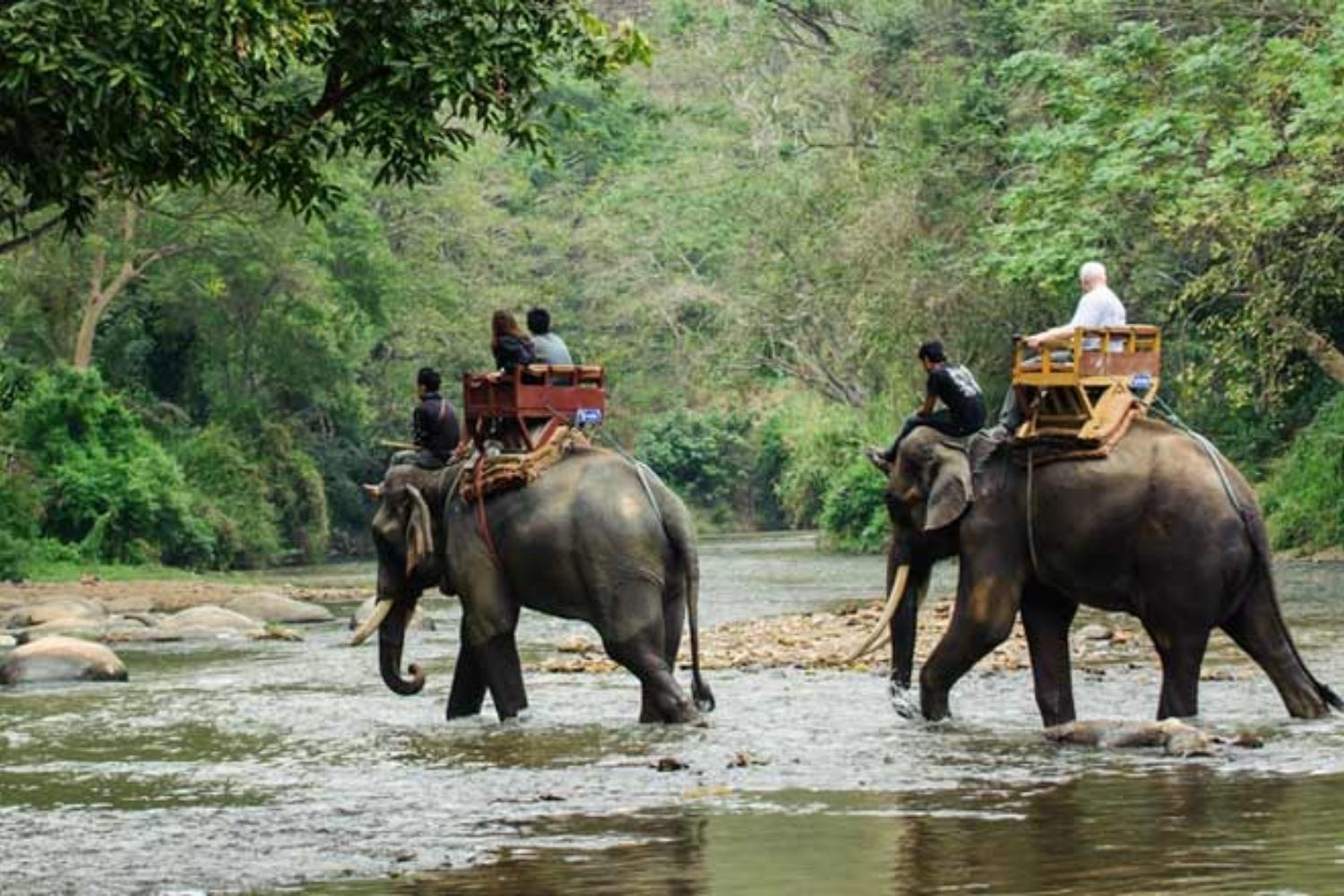 Wildlife Tour Packages