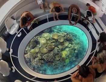 Dolphin Glass Bottom bota