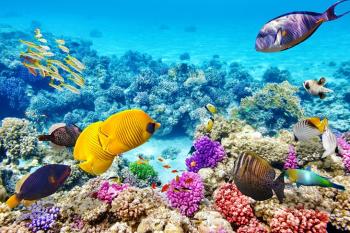 Snorkeling