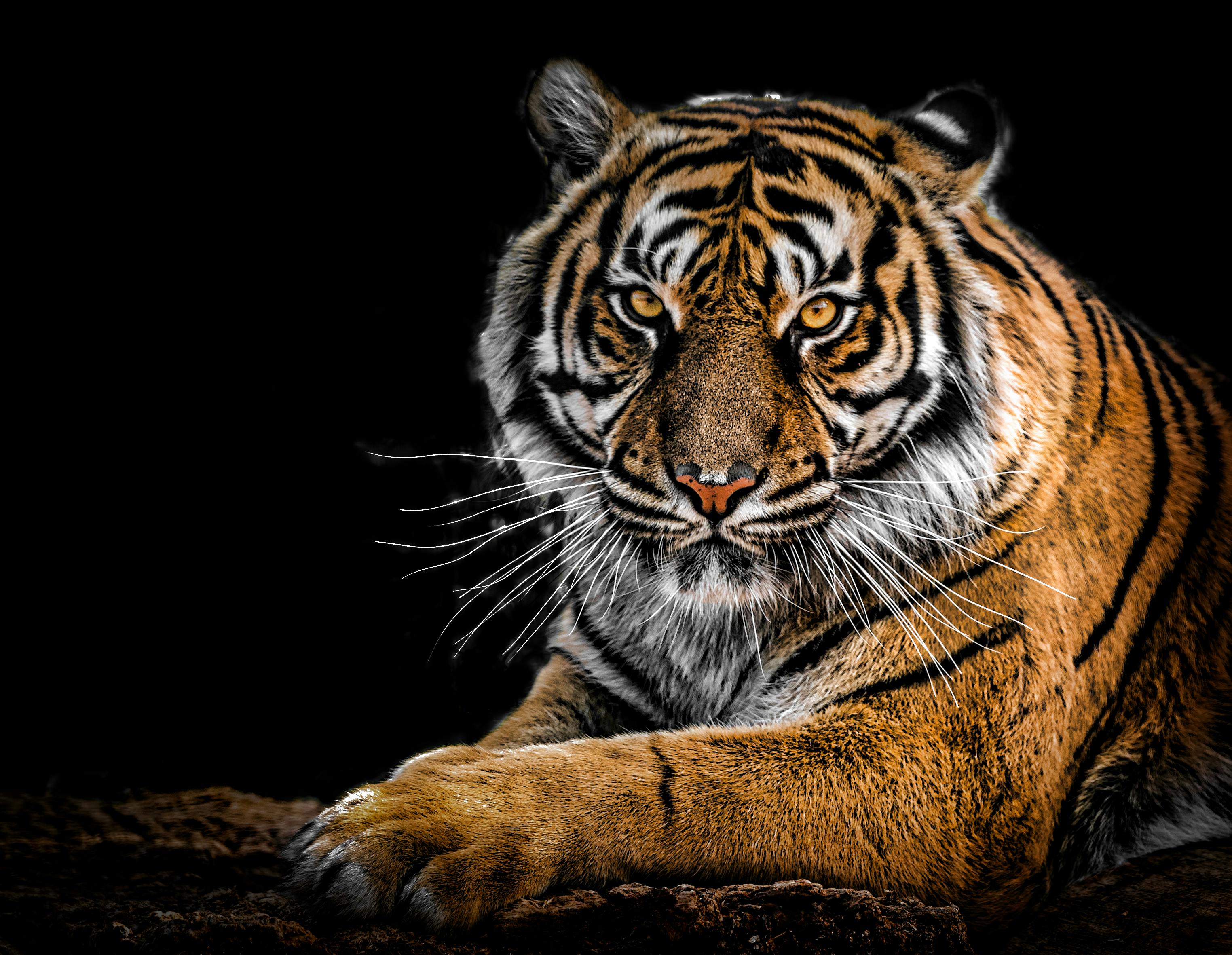 Wildlife Tour Packages