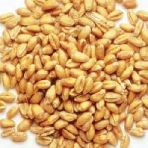 The Importance of Certified Wheat Seeds