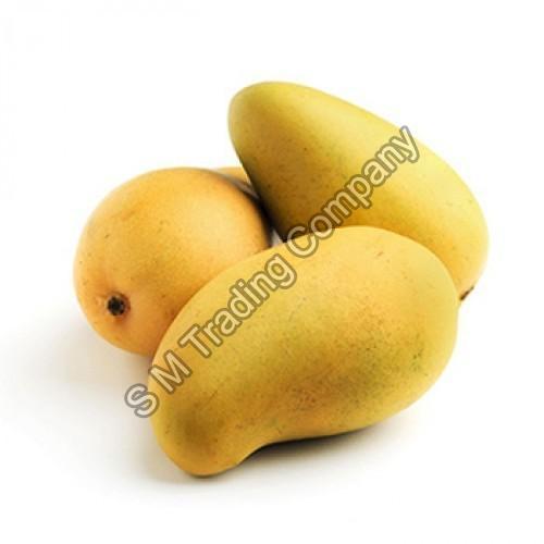 Kesar Mango – Delicious mango with many usages