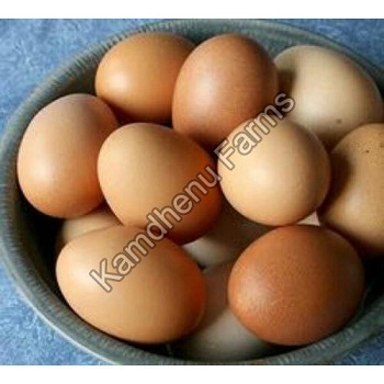 Kadaknath Egg Production, Health Benefits
