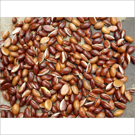 Take your farming to next level with quality Mahua seeds