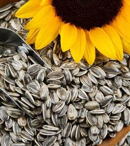 Benefits of sunflower seeds