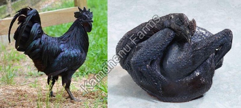 Why is Kadaknath Chicken On-Demand and Why Must You Serve It in Your Restaurant?