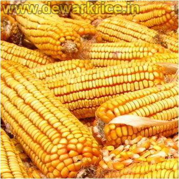 Get the best quality yellow maize and have a healthy addition to your diet