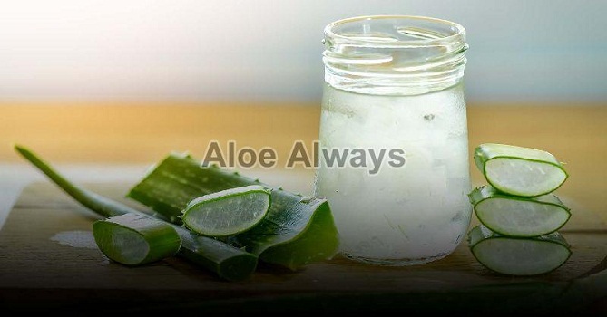 Aloe vera juice: an All-in-One Ointment
