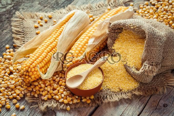 Health benefits of consuming Maize Grits- A healthy cereal