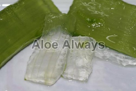 Aloe Vera, a Natural Skin Care Herb