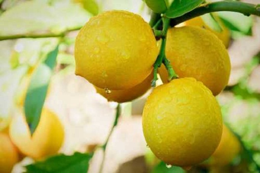 What makes Organic fresh Lemon better than commonly grown ones?
