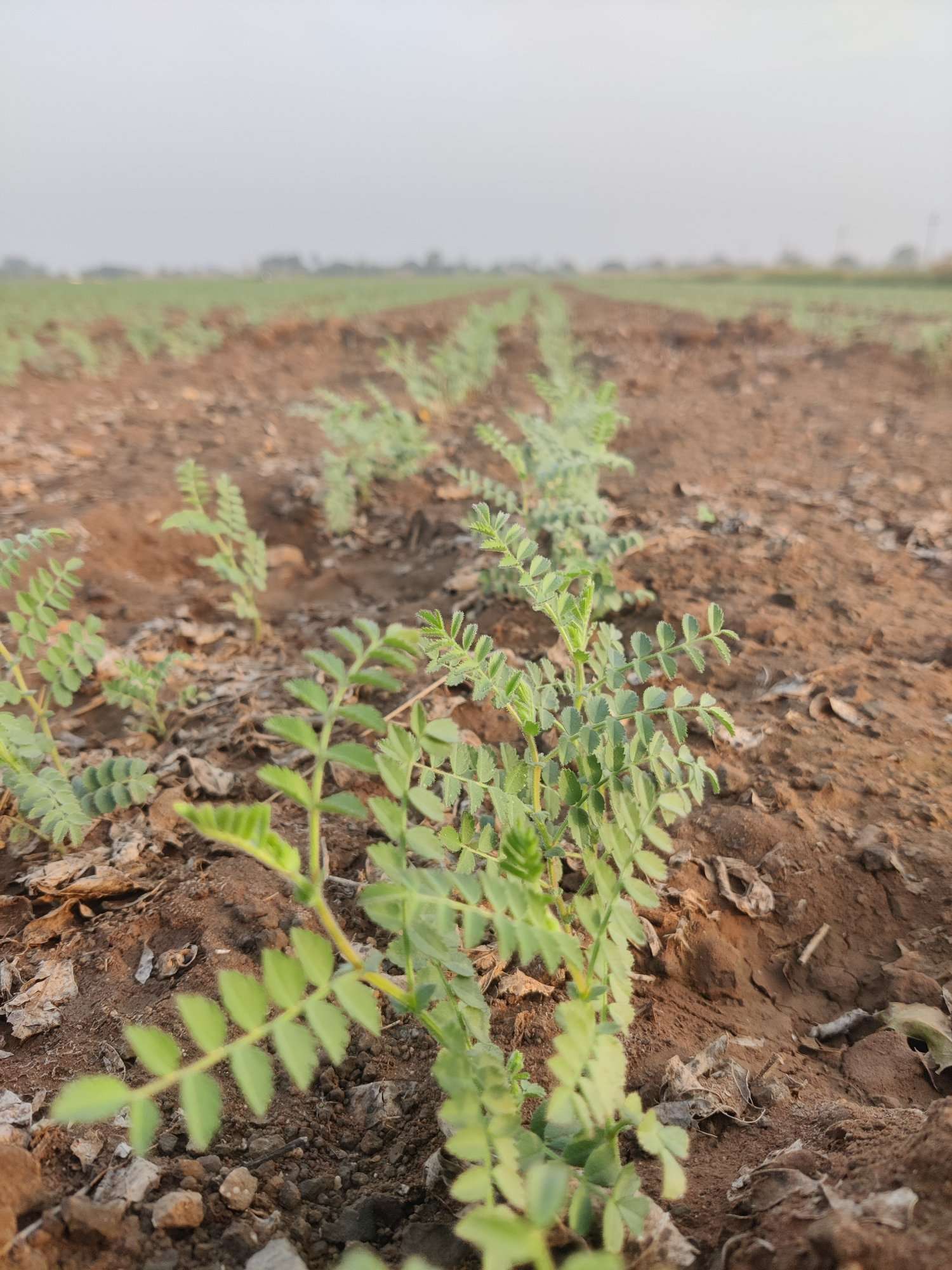 CHICKPEAS UPDATE