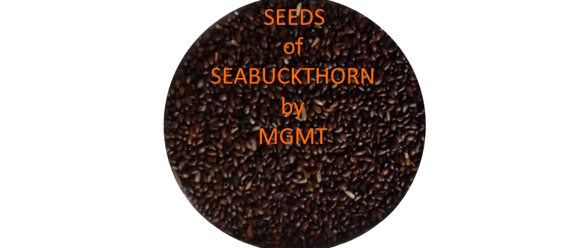 Ladakh Sea buckthorn Seeds