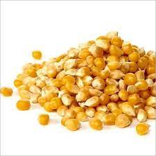 Yellow Corn Seeds- Types and Nutritional Benefits