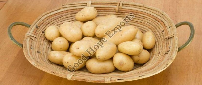 Fresh Potato – Find the Best Suppliers of Potatoes in India