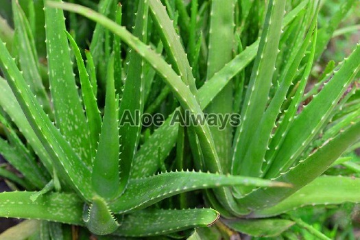 Unbelievable Health Benefits of Aloe Vera Leaves