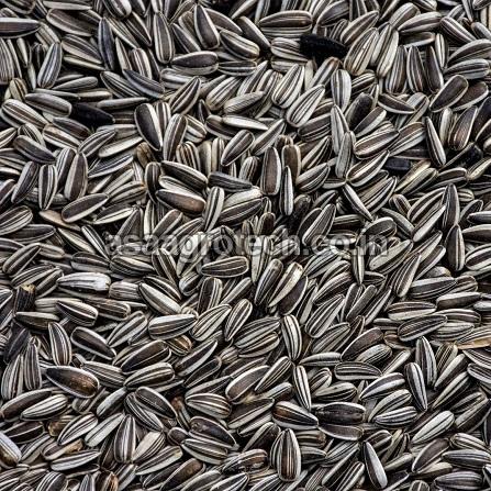Yellow Millet Seeds – Easy to Find and Affordable Grain Crop