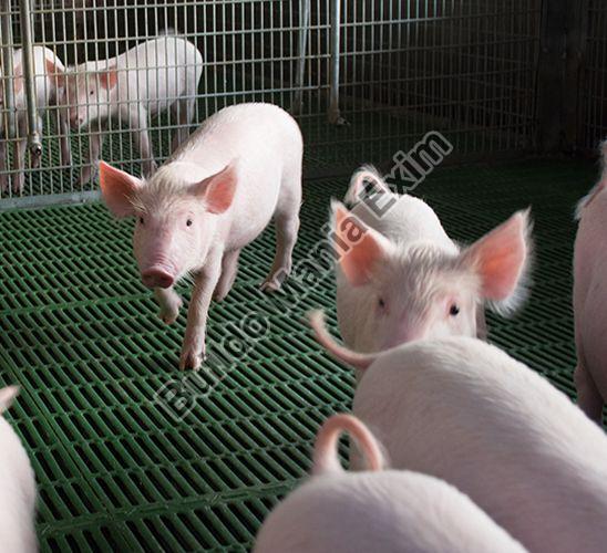Pig Farming in India – The important points to consider before entering this business