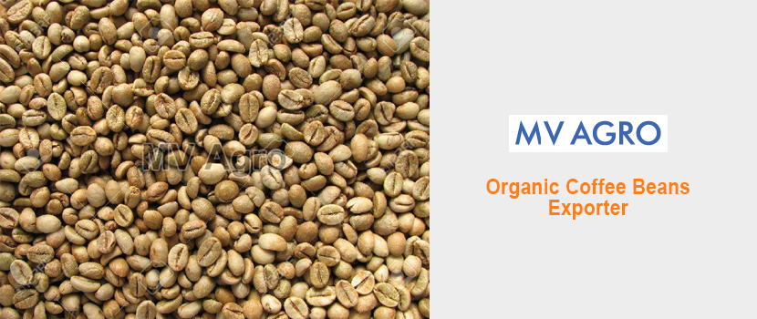 Significance Of The Organic Beans Exporters in Building a Substantial Market Share