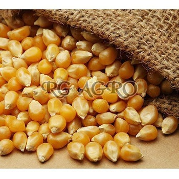 All You Need to Know about Yellow Maize Seeds