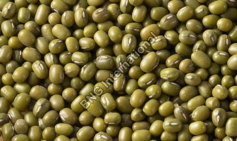 Include Most Enriching Fresh Green Mung Beans In Your Diet