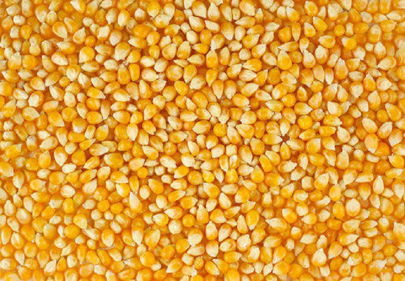 Different Qualities Of Fresh Yellow Maize That Will Make You Buy It For Sure