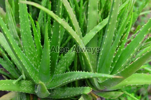 Aloe Vera Leaves — Its amazing medical benefits