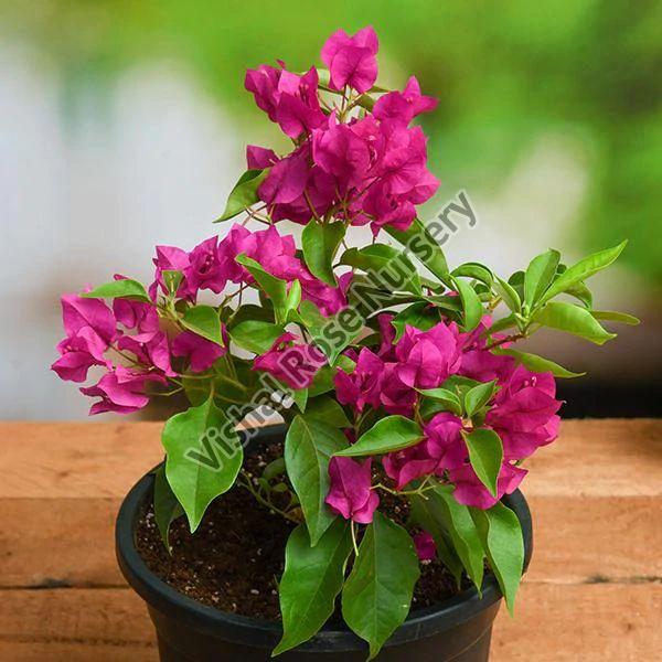 Everything You Need To Know For Taking A Proper Care of Bougainvillea Plant