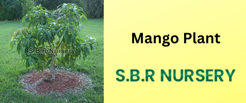 How To Grow A Mango Tree?