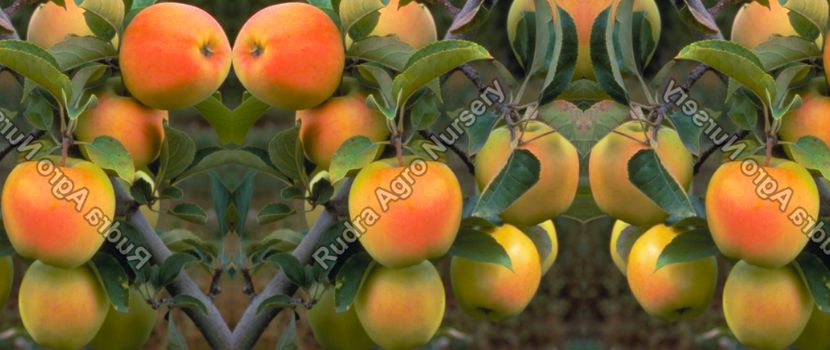 Golden Apple Plant Supplier – Get an Apple Sapling at your Home