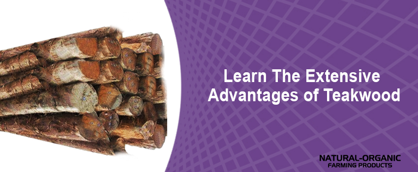 Learn The Extensive Advantages of Teakwood