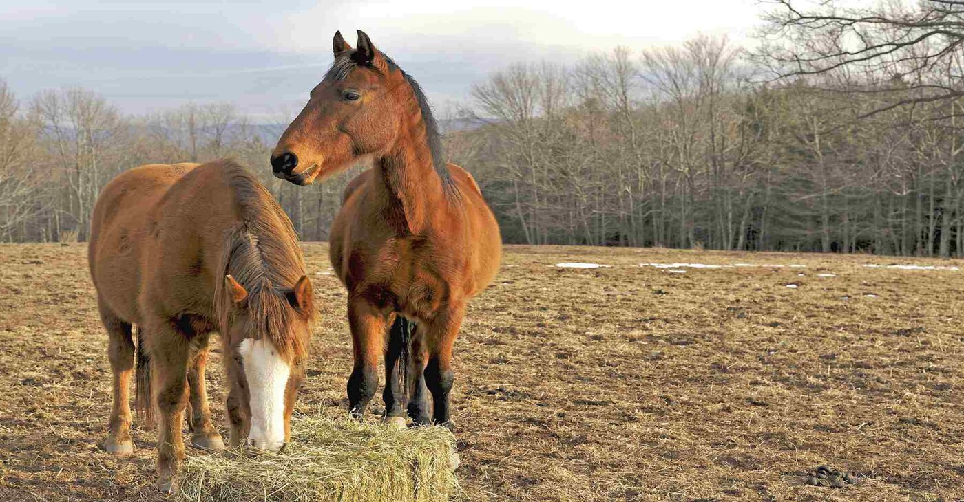 What are the Different Types of Horse Feeds?