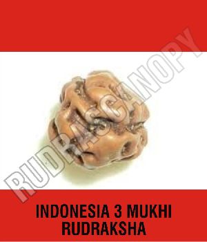 Top Benefits and Amazing importance of Indonesia Rudraksha in Our Life
