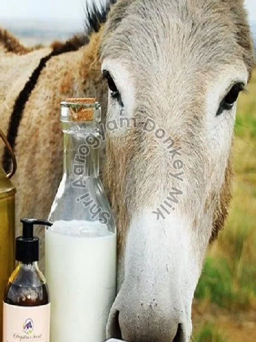 Things to Know About Donkey Milk