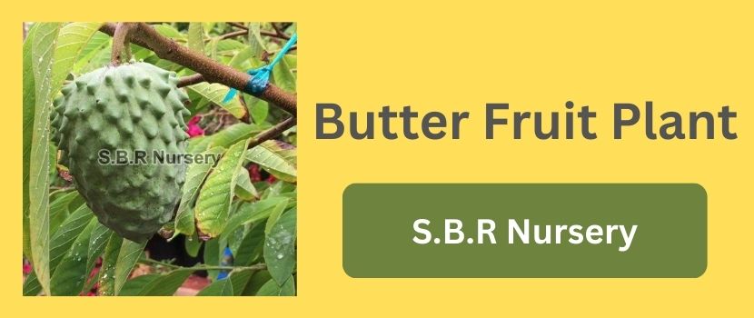 How to Grow Butter Fruit Plant (Avocado)?