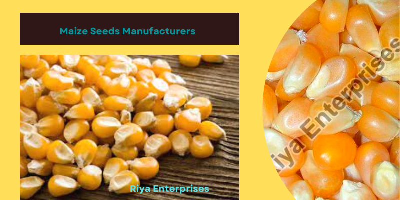 How to Choose Good Quality Maize Seeds?