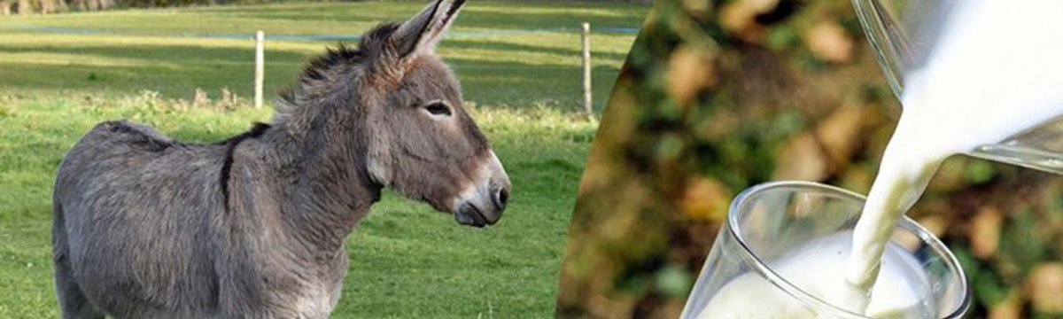 Donkey Milk Manufacturers - its multiple health benefits in human life