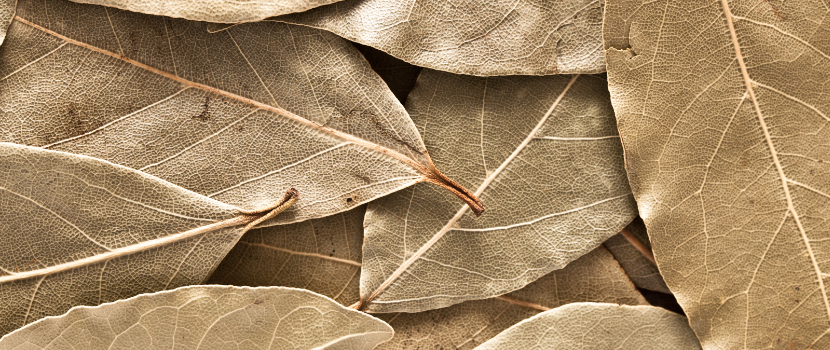 Bay Leafs