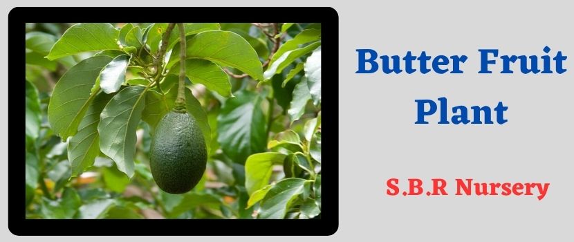 Butter Fruit Plant – Easily Collect from Plant’s Nursery