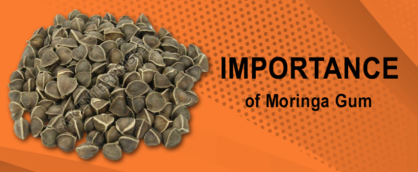 Importance of Moringa Gum