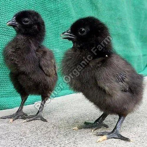 Benefits of Having Kadaknath Chicks