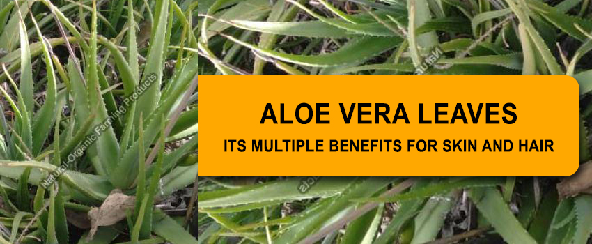 Aloe Vera Leaves in Gujarat – Its multiple benefits for skin and hair
