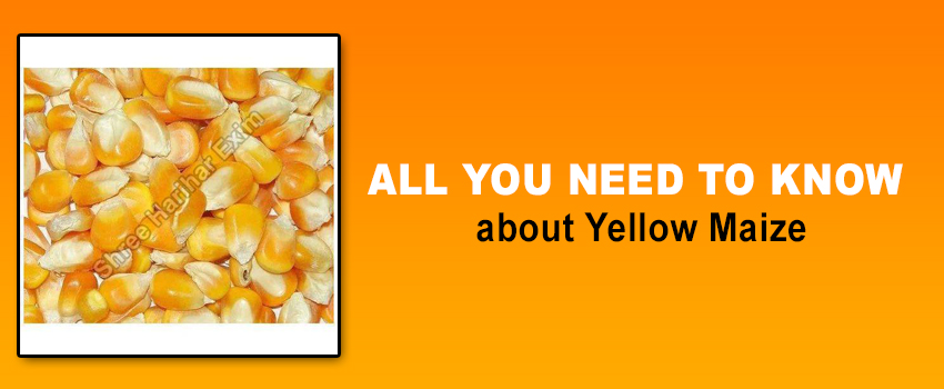 All You Need to Know about Yellow Maize