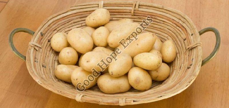 Fresh Potato Exporter: An Insight into the Potato Export Business