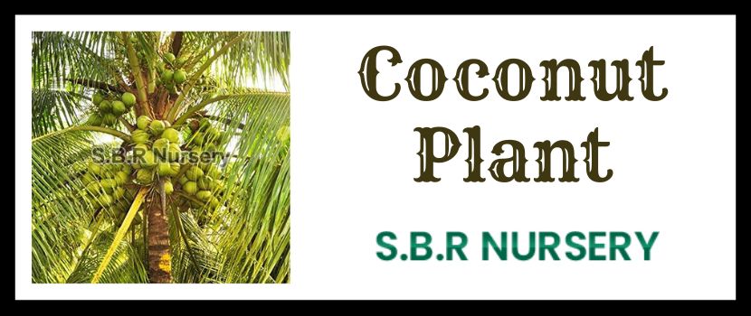 Coconut Plant: A Versatile and Sustainable Crop